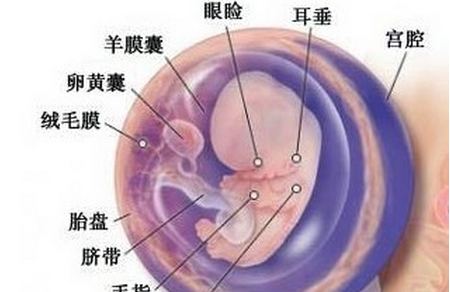 怀孕9周胎儿发育情况