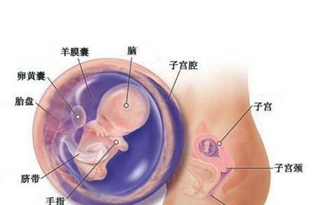 怀孕10周胎儿发育情况