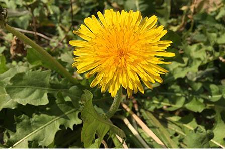 乙脑疫苗 发烧怎么办