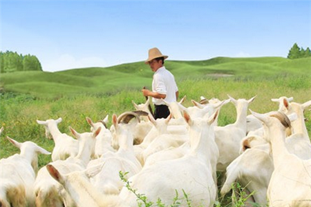 小孩贫血能吃羊奶吗