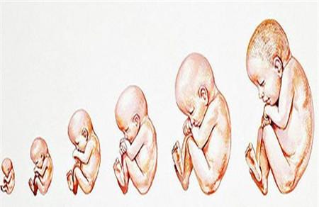 胎儿窘迫胎动次数是多少