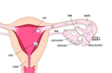 孕妇孕酮低是什么原因