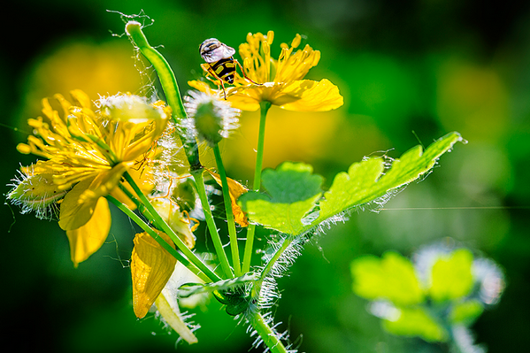 黄连的功效与作用