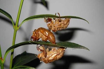 蝉蜕的功效与作用