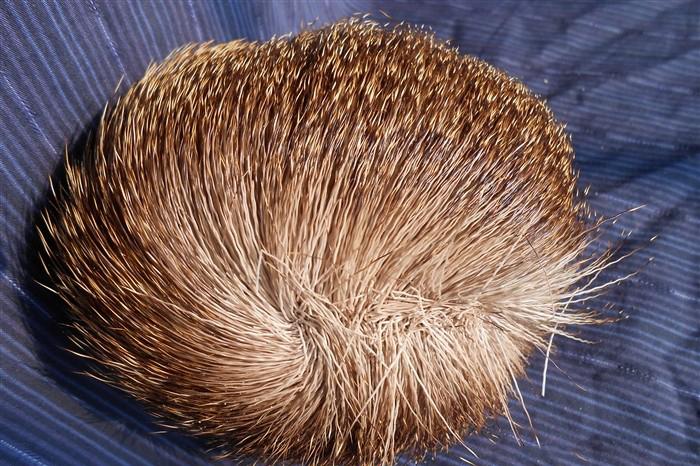 麝香的功效与作用