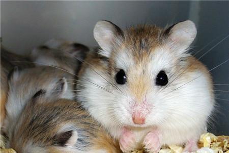 仓鼠有鼠疫吗
