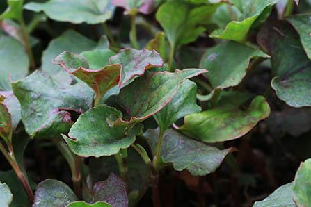 维生素b族片的危害