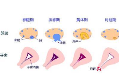 卵泡期