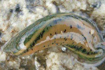 水蛭的功效与作用