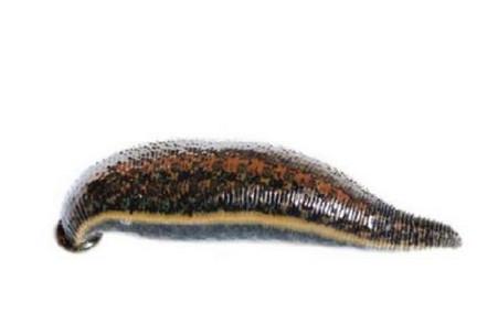 水蛭钻进身体怎么办