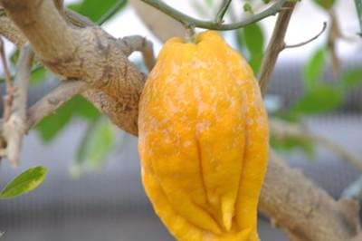 佛手的功效与作用