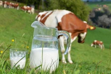 真相 · 牛初乳能增强儿童免疫力？还能促进发育？