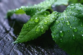 薄荷叶泡水的禁忌