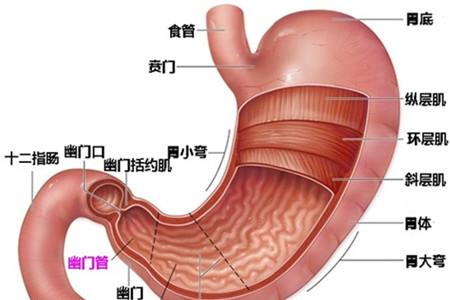 胃在身体的哪个部位