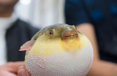 变胖变瘦的月亮的故事