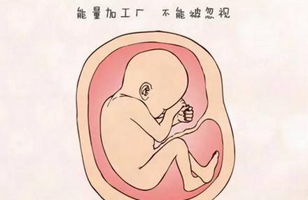 想要胎宝宝健康，孕妈要这样保养胎盘