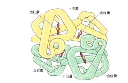 血红蛋白