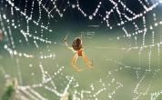 小蜘蛛织网