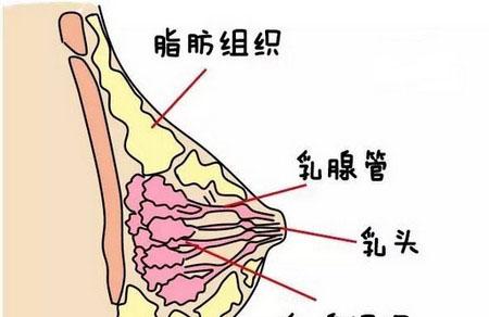 想要母乳喂养更顺利？孕期乳房护理跟我做起来~