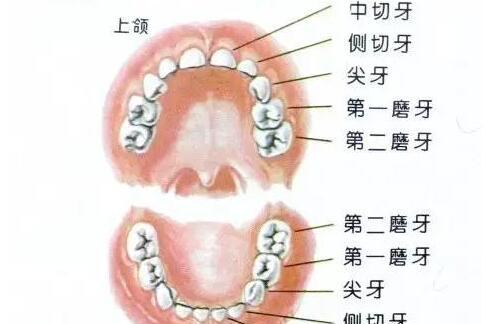 换牙期吃什么，孩子牙齿长得好