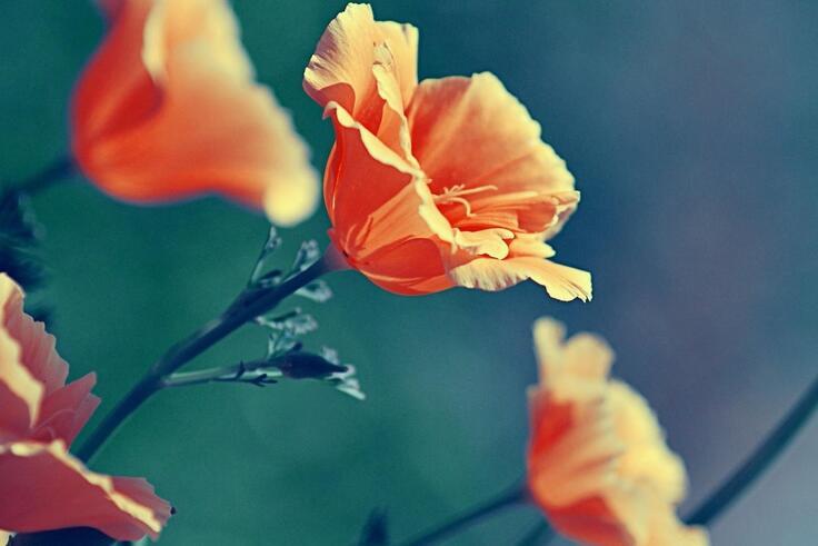 Here_I_Come_Here_I_Go