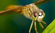 蜻蜓的大眼睛