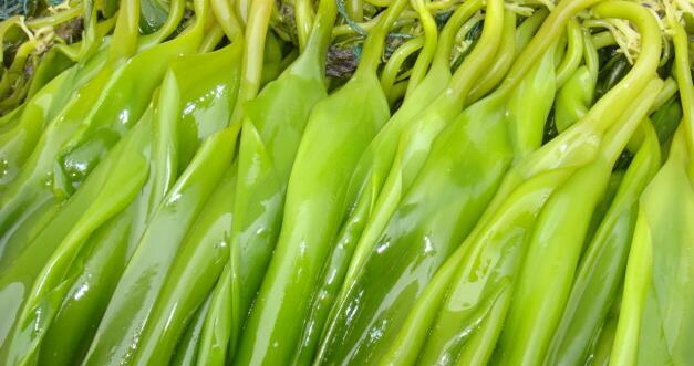 海带为什么会含碱特别多?