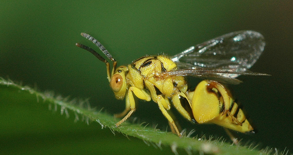 害虫的天敌（金小蜂）