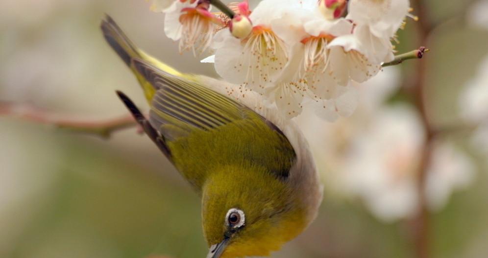一只鸟儿爬上来