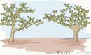 树上摘花