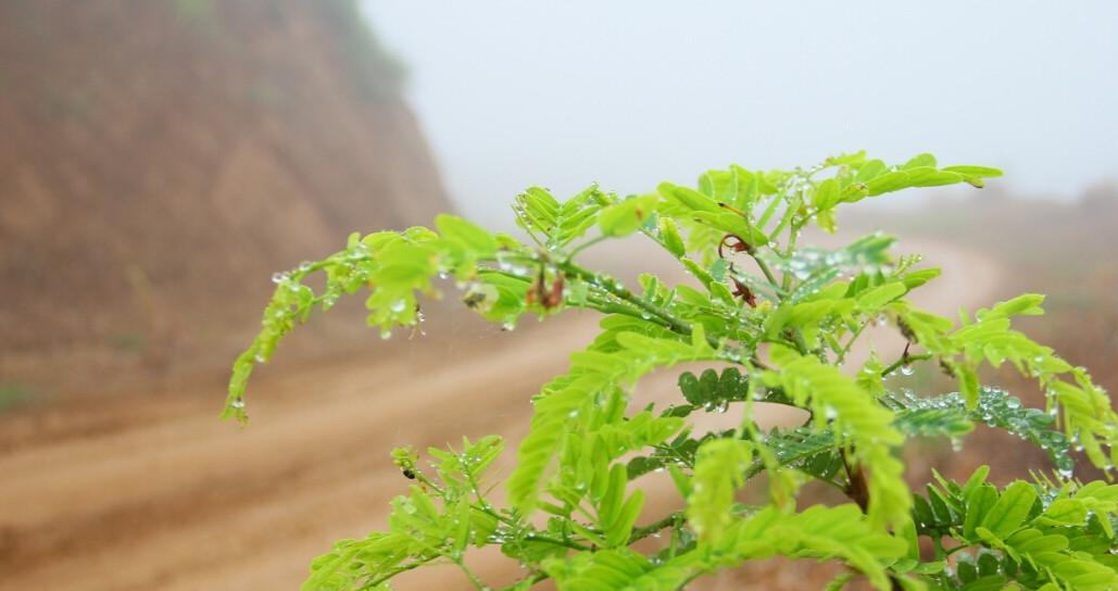 做汽水又能做药的酸角树