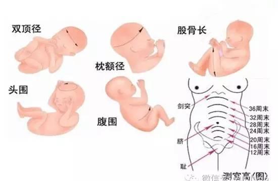 39周胎儿双顶径标准是多少？双顶径多大适合顺产