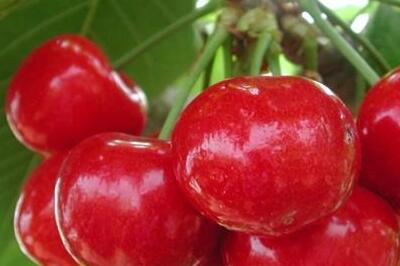 孕妇吃樱桃对胎儿有什么好处