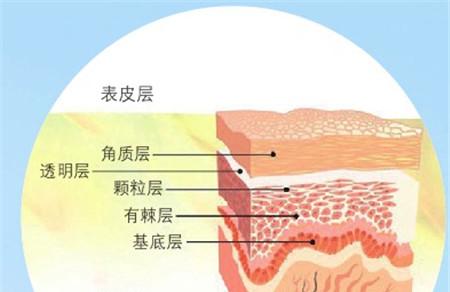 角质层