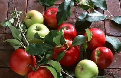 秋季荨麻疹能吃苹果吗