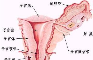 子宫，你真的了解吗？