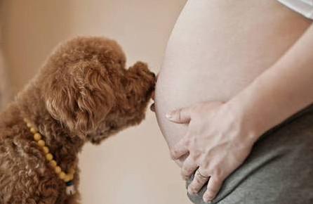 怀孕了真的不可以养宠物吗？
