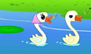 白鹅学唱歌