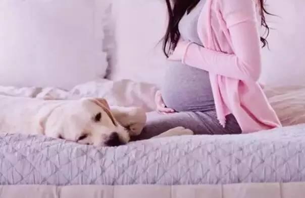 孕妈不能养宠物？答案一看就明白