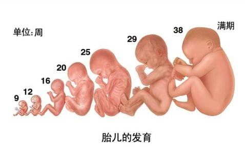 掌握这8点，遭遇胎儿生长受限不再闹心