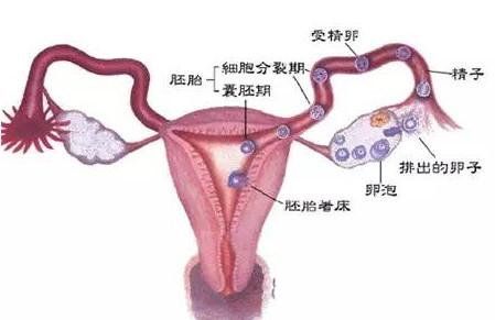 求助！输卵管检查造影和通水应该怎么选？