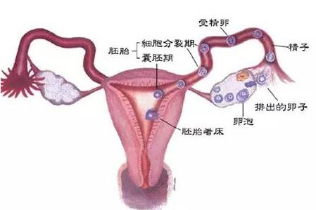 求助！输卵管检查造影和通水应该怎么选？