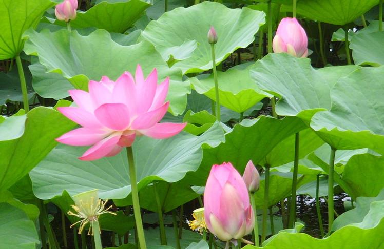 从古至今中国人的荷花情节