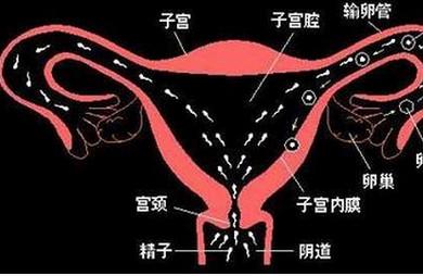 子宫输卵管造影结果判读的误区