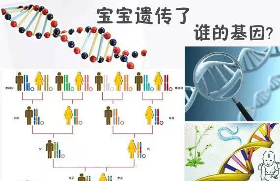 夫妻的哪些基因决定孩子的智商、身高和性格