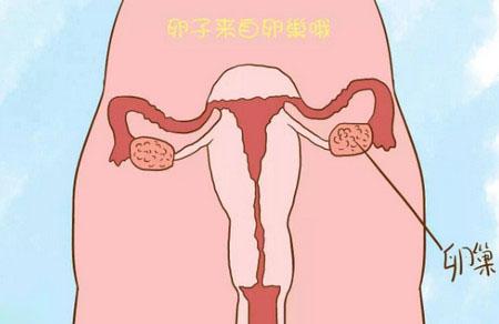 备孕期间这样饮食,会大大提高卵子的质量