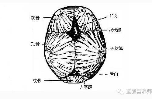关于囟门，你想知道的这里都有！