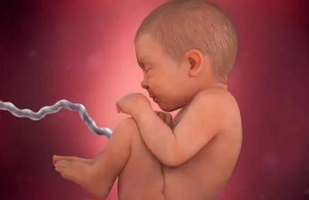 3D图解胎宝每周身体、智力发育全过程：赌你一定没这么近距离的看过ta!