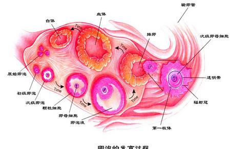 当备孕遇上卵泡发育不良，应该怎么办？