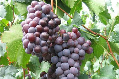 想生男孩能吃葡萄吗